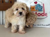Ankaranın Show Kalite Maltipoo Yavruları