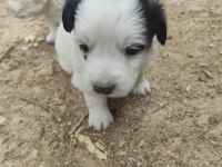 Kokoni cinsi köpekler (small greek)