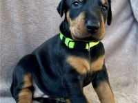 Geniş Göğüslü, Kaslı Kan Hattı – Safkan Doberman