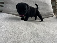 A Kalite Safkan Pug Yavruları