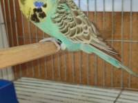 Yavru Show Jumbo Muhabbet Kuşlar