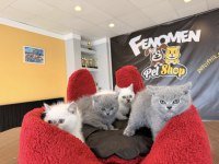 KEDİCİDEN MÜKEMMEL BRITISH SHORTHAIR YAVRULARI ANKARA