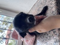 Dişi 8 aylık şivava yavrumuz