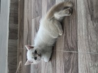 45 GÜNLÜK SAĞLIKLI CİNS YAVRU KEDİLER VE ANNE