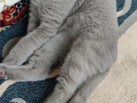 3 aylık eğitimli scottish fold