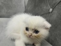 Sevimli scottish fold dostum