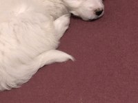 Güzel terrier kızıma yuva arıyorum