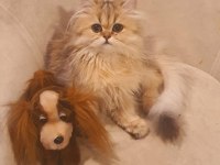 British longhair golden ny25 kızım full secereli
