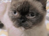 çok akıllı bir kedi
