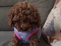 Kore Toy Poodle Yavrularımız Sahiplerini Bekliyor