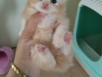 3 Adet Kedilerim