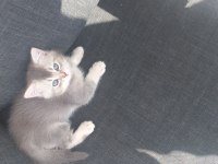 British shorthair 63 günlük kedimiz