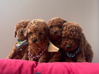 Toy Poodle Orjinal Irk Yavrular 
