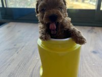 A kalite orijinal TOY poodle