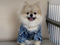 Pomeranian Boo (Teddy Bear)