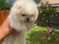 Ayı surat erkek pomeranian