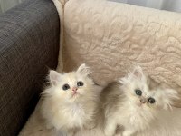 Çok Sevimli ve Oyuncu British Longhair Yavrularım