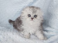 Harika bir minik Prenses scottish fold