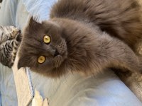 Ücretsiz cins british longhair