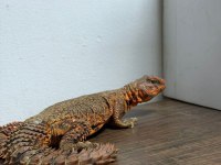 Uromastyx Belgeli Ve Faturalı