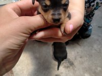 Yavru Köpeğimiz Pinscher