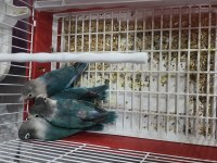 Yavru ısırmayan bebek cennet papağanı yavrular