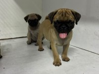 Irk Ve Sağlık Garantili Pug