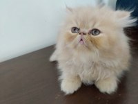 Safkan iran kedisi yavruları