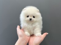 Pomeranian boo yavrular