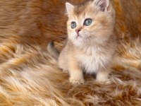 Golden British shorthair
