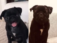 1 YAŞINDA SİYAH DİŞİ PUG ACİL YUVA ARANIYOR