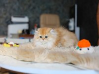 KIVANÇ TATLITUĞ KEDİMİZ SAHİBİNİ ARIYOR
