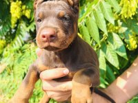 Premium Kızıl Doberman Yavrusu