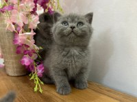 British Shorthair Kedimiz