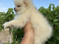 POMERANİAN BOO KÖPEKLER