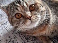 Kedimiz Ücretsiz sahiplendirilecek