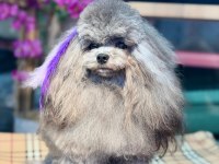 Silver Şecereli Show Kalite 1 Yaş 1700 Gram Kore Poodle