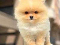 Show kalite pomeranian yavruları erkek ve dişi