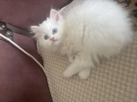 2,5 aylık yavru chinchilla kediler