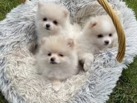 Pomeranian Boo Yavrularımız
