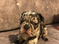 French bulldog merle orjinal ırk