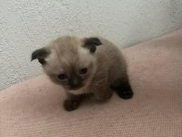 British Shorthair Scottish Fold Yavruları