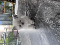 British Shorthair Kediler