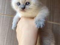 Bluepoint Ayı surat scottish fold bebek