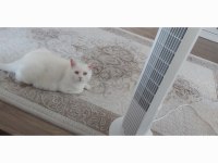 British shorthair sağlıklı kedimiz