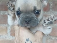 French bulldog bebekler