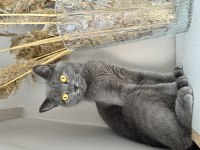 Tüm aşıları tam british shorthair