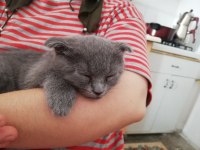 Yavru kedi