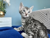 Ruhastlı Ciftlikten Orjinal Silver Bengal Yavrular