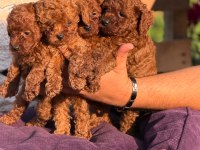 Toy Poodle Yavrular